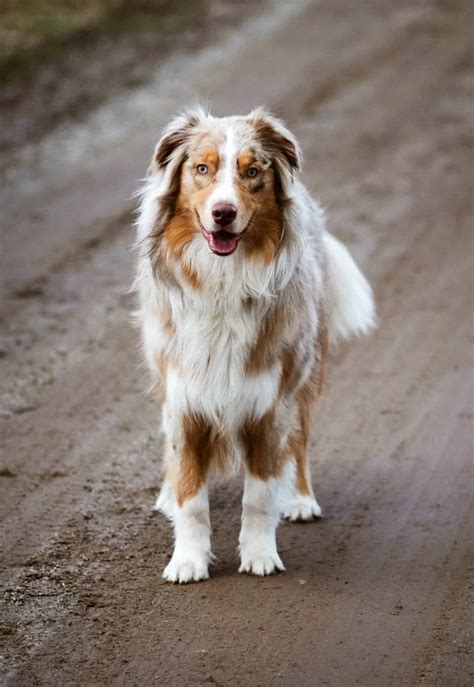 Dog Breed Facts Of The Australian Shepherd Miss Molly Says