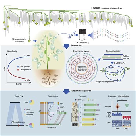 Pan Genome Of Wild And Cultivated Soybeans Cell Plantae