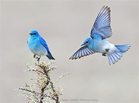 Mountain bluebird | Owen Slater Photography