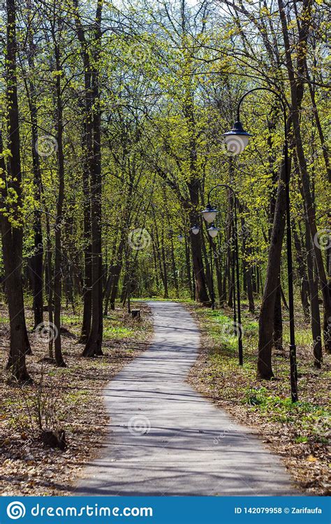 Park In City During Sunny Day With Trees Bench Road Path Lamp