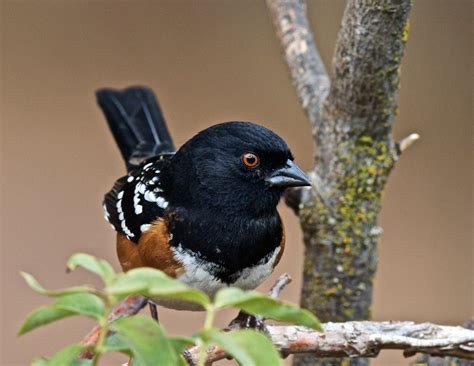 Spotted Towhee Audubon Field Guide