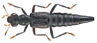 stenus pallitarsis wikiwand