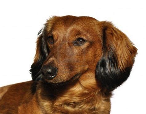 Wiener Dog Wallpapers - Wallpaper Cave