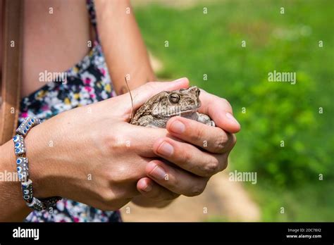 Frog Holding Hands Hi Res Stock Photography And Images Alamy