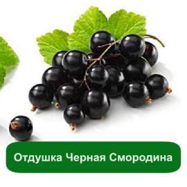 Отдушка Черная Смородина | Мыло Опт | Мыло, Ягоды, Свежий аромат