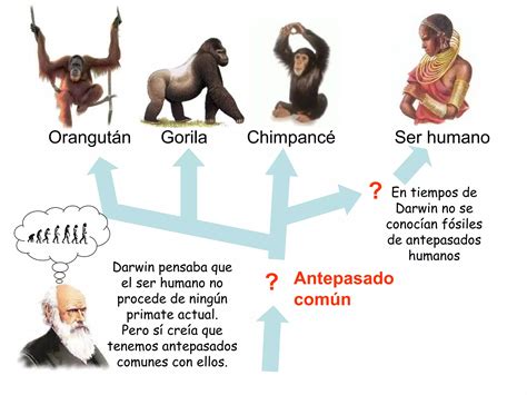 Evoluci N Teor As Evolutivas Ppt