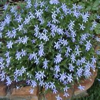 Ампельные цветы для сада, фото растений | Сажаем Сад