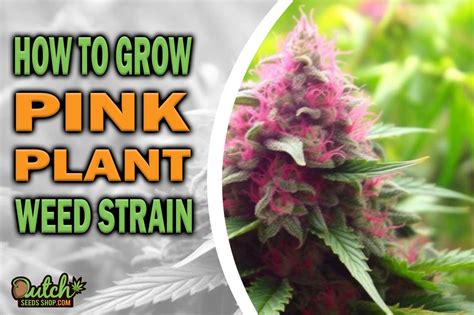 How To Grow Pink Plant Strain Dss