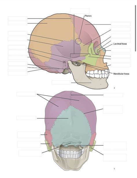 Bio Lab Exam 2 Diagram Quizlet