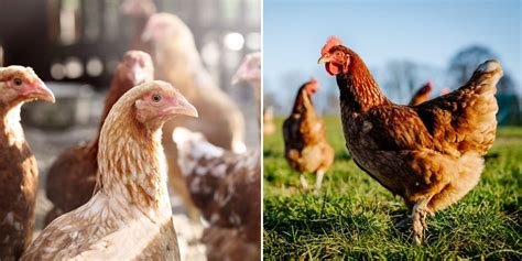 Man Admits Having Sex With Chickens While His Wife Filmed It