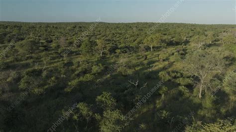 Aerial View Of African Bush Elephant Herd South Africa Stock Video