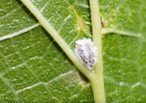 Cochenilles Traitement Pour Vos Plantes Cochenille Jardin Facile