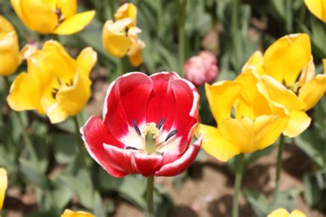 Bakgrundsbilder : natur, blomma, kronblad, sommar, blommig, tulpan, röd ...