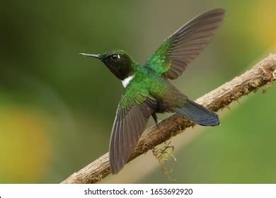 Humminbird Flowers Images Stock Photos Vectors Shutterstock