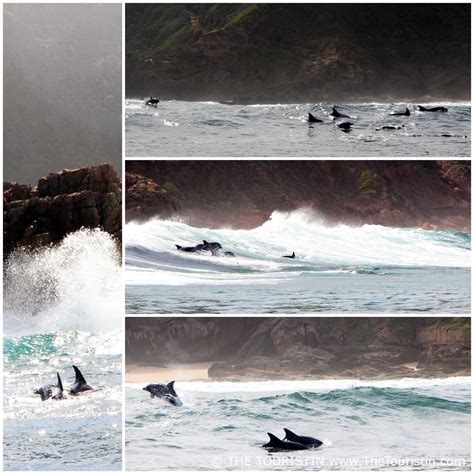 THE TOURISTIN: Knysna and Dolphins: Eco-labelled Marine Boat Cruise