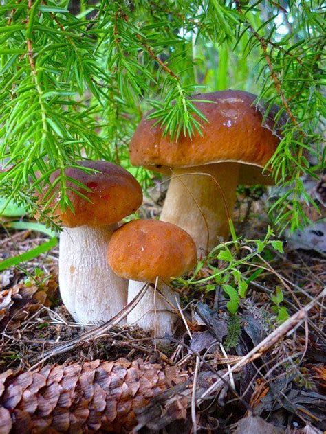 Art Of Nature | Stuffed mushrooms, Wild mushrooms, Magical mushrooms