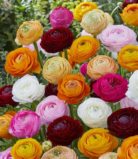 Ranunculus Mix - wonderful colors in your garden! - Tulip Store
