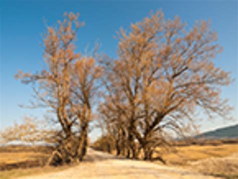 Wyoming State Tree, Looking Forward to Fall