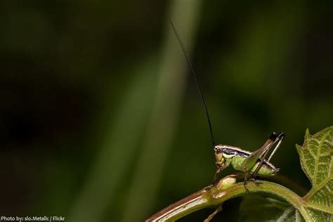 Interesting Facts About Crickets Just Fun Facts Fun Facts Cricket Facts