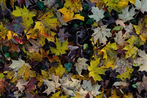 Форма и строение листьев - Science and apologetics