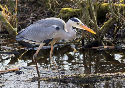 Ardea cinerea Foto & Bild | natur, vögel, 07.04.2017 Bilder auf ...