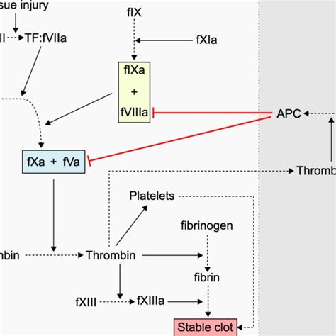 The Serpin Mechanism Of Protease Inhibition In Their Native State