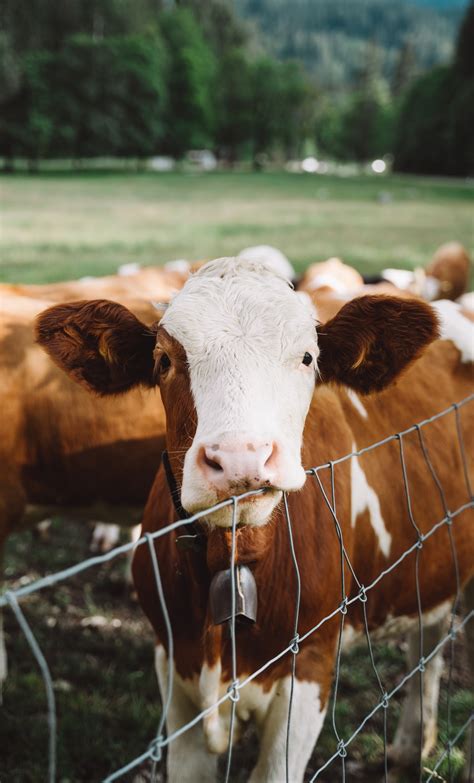 The pros of cellular agriculture: 7 advantages of lab-grown meat