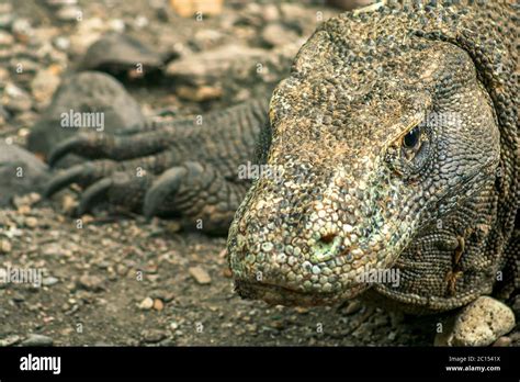 Large Komodo Dragon Stock Photo - Alamy