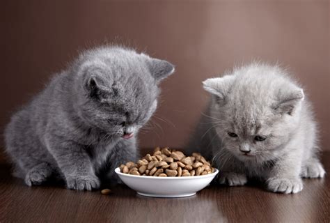 Los Mejores Alimentos Para Gatos Alto Nivel