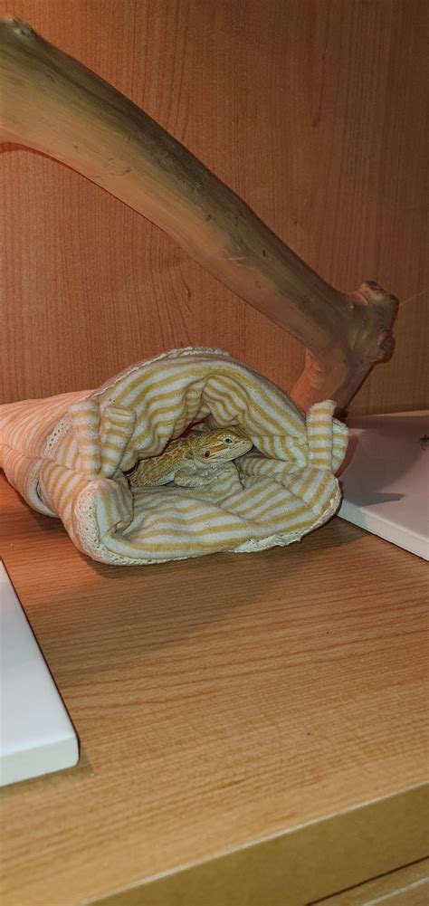 Goodnight My Babe R Beardeddragons