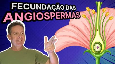 Como Ocorre A Dupla Fecunda O Nas Angiospermas Youtube