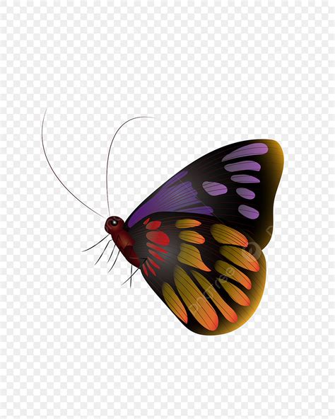 Hand Drawn Butterfly Vector Hd Png Images Hand Drawn Antique Ink