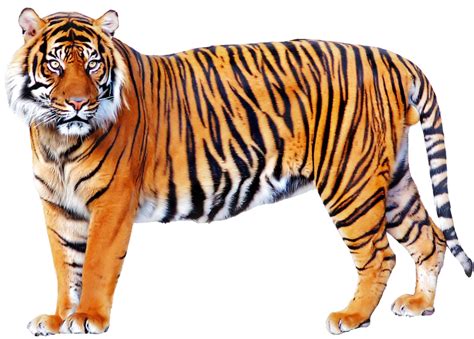 Free Tiger Transparent Background Download Free Tiger Transparent