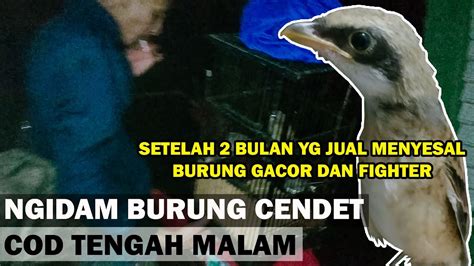 BELI CENDET TROTOL DALAM 2 BULAN JADI GACOR DAN FIGHTER CARA MERAWAT