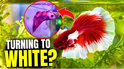 Why Is My Betta Losing Color Here S Reasons Youtube