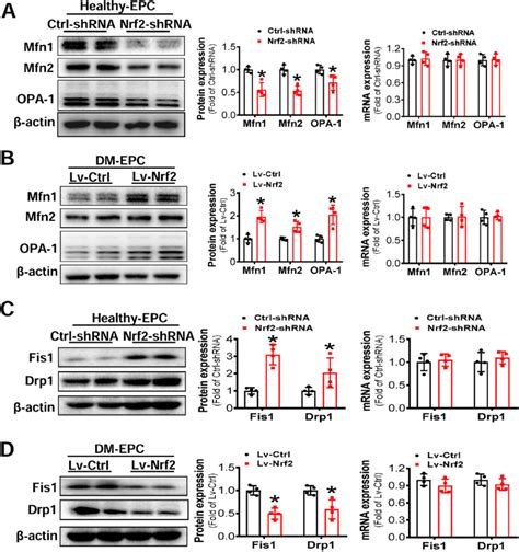 Nrf Expression Affected The Protein Expression Of Mitochondrial Fusion