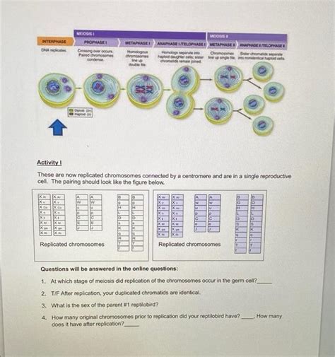 Solved 13 What Is The Sex Of Your Baby Reptilobird Below Chegg