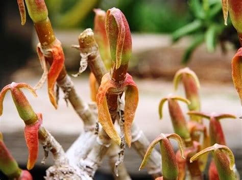 Митрофиллум - Mitrophyllum, размножение, уход, посадка, выращивание, фото