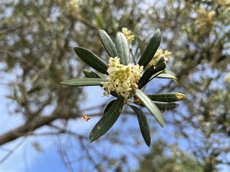Olivovník európsky - Moje Rastliny