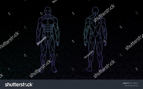 Sci Fi Hologram Anatomy Human Male Stock Vector (Royalty Free ...