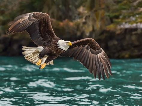 How Big Are Bald Eagles? (Wingspan + Size) | Birdfact