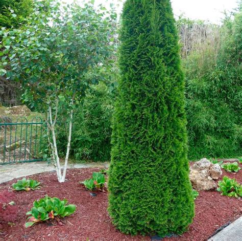 Туя Смарагд: описание, посадка и уход, использование в ландшафтном дизайне