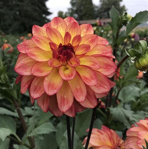 Mai Tai Mai Tai Colorful Garden Flower Farm