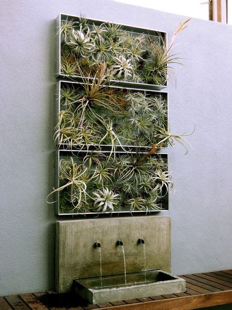 8 Air plant wall ideas | air plants, air plant display, airplant wall