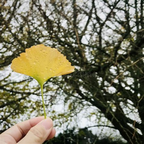 Holding A Yellow Ginkgo Leaves With Waterdrops In Hand Stock Photo