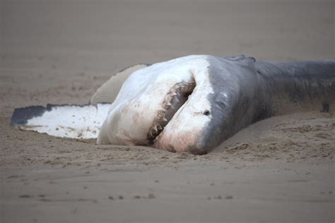 Video: Orca makes first-known solo attack on a great white shark