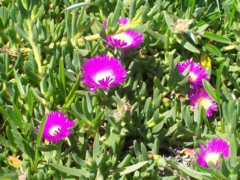 carpobrotus glaucescens haw schwantes plants   world