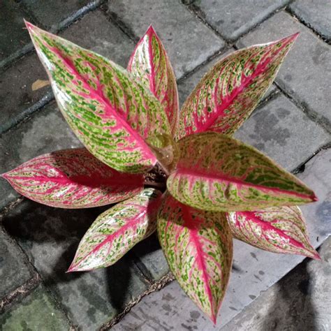 Jual Aglaonema Red Legacy Shopee Indonesia