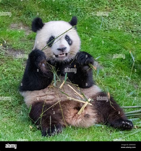 Giant pandas, bear pandas, baby panda and his mother eating bamboo ...