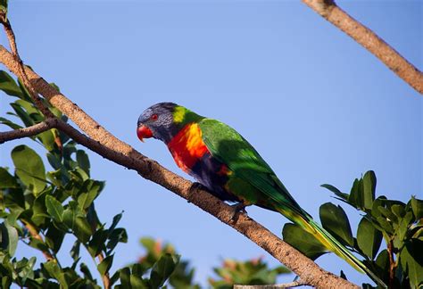 虹のゴシキセイガイインコの枝 虹のゴシキセイガイ オウム カラフル 鳥 オーストラリア 野生 木 青い空 動物のテーマ